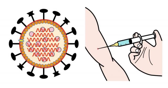Ritad bild av coronaviruset och en nål som sticks in i en arm.